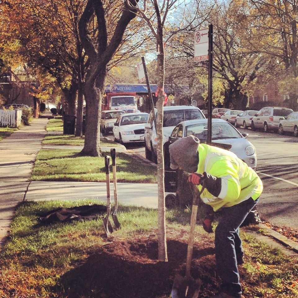 Image for More Trees for Rogers Park