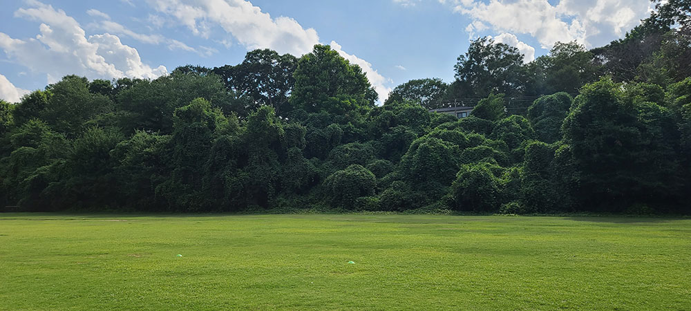 Image for Kudzu and Invasives Removal from Active Lawn along Candler Park Drive