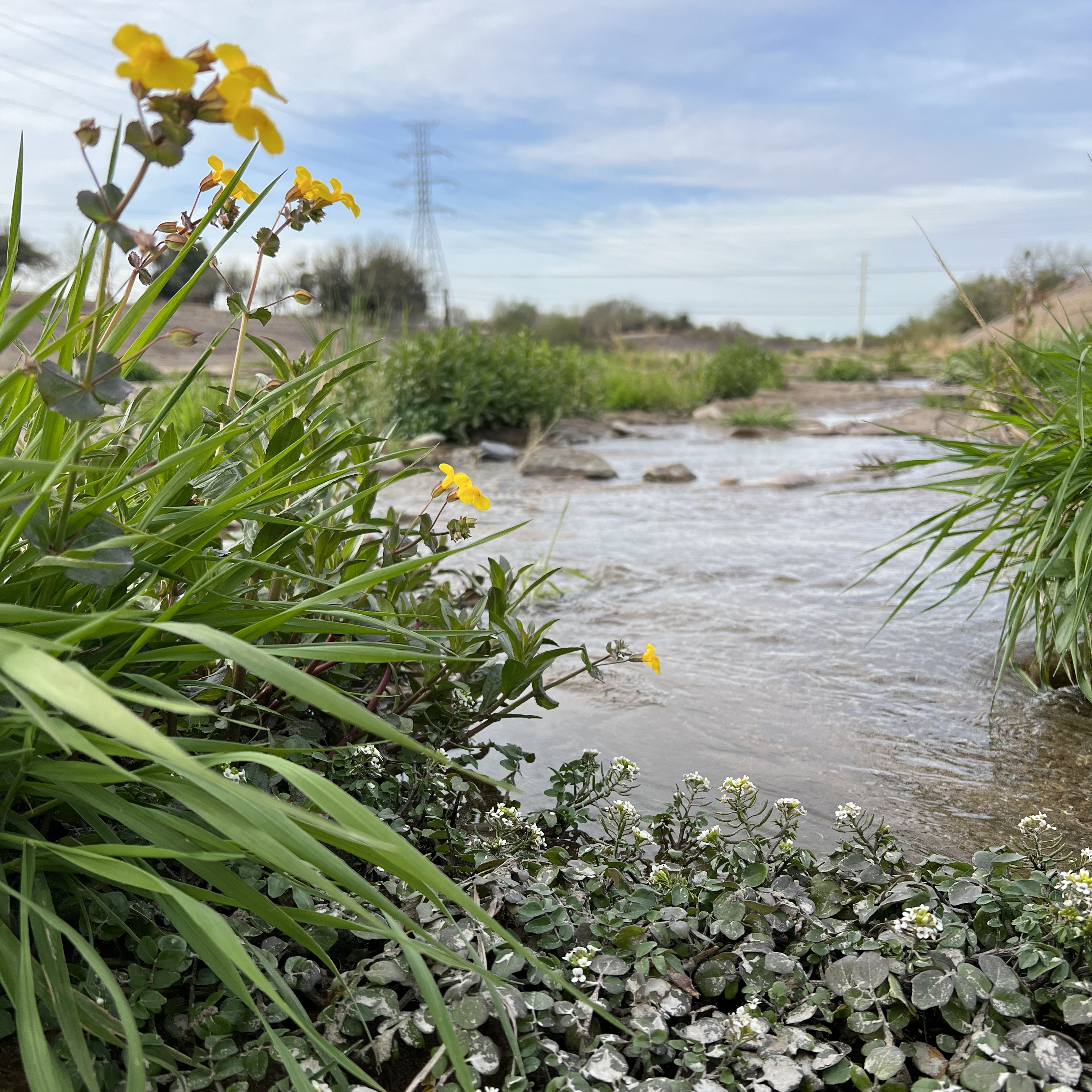 Wildflowers along the Santa Cruz