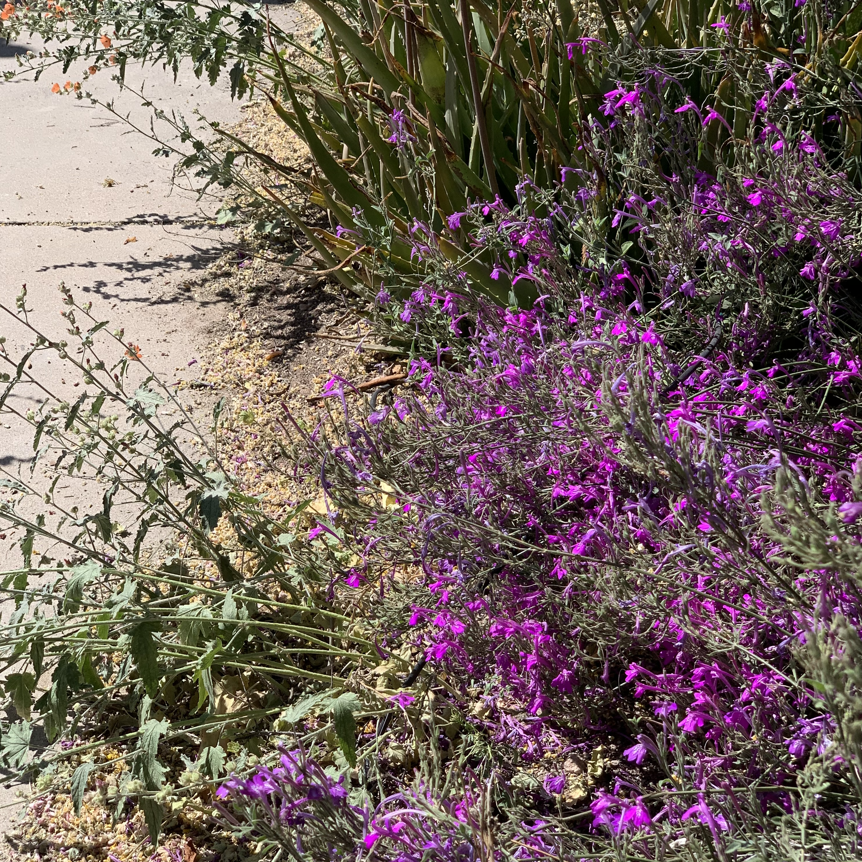 Spring flowers in storm to shade basin