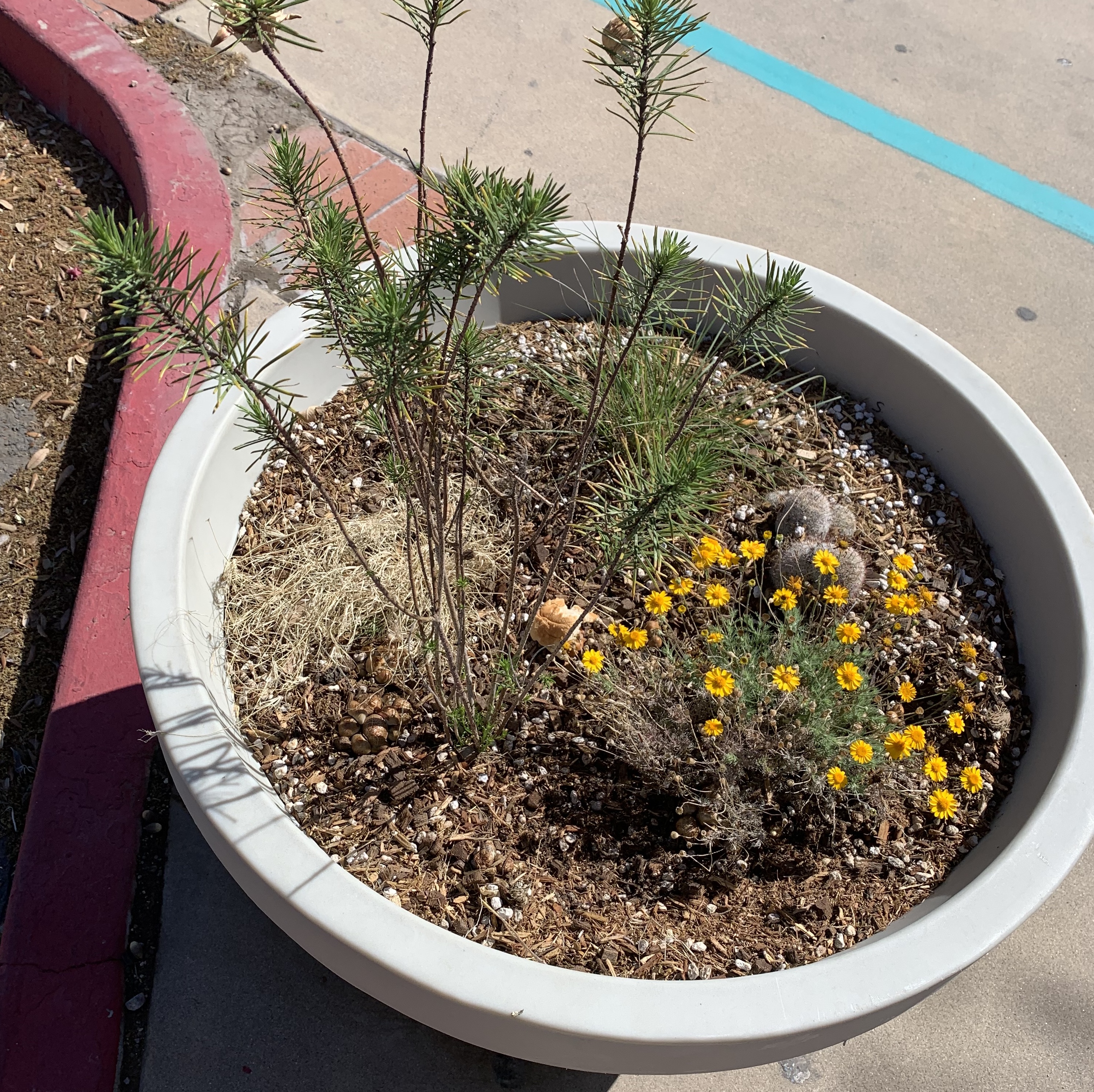 Street planter with native flowers