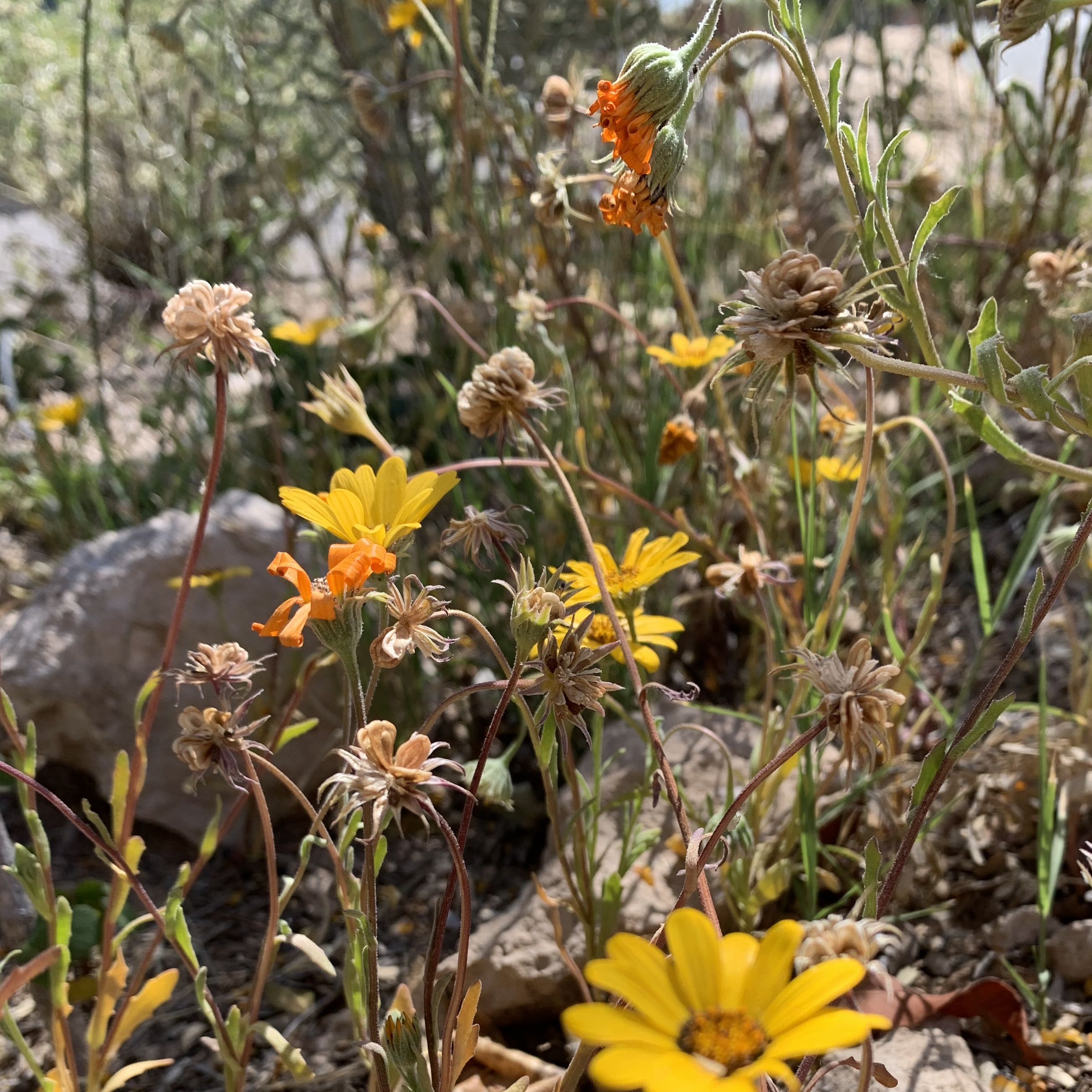 Yellow wild flowers along the side of the road