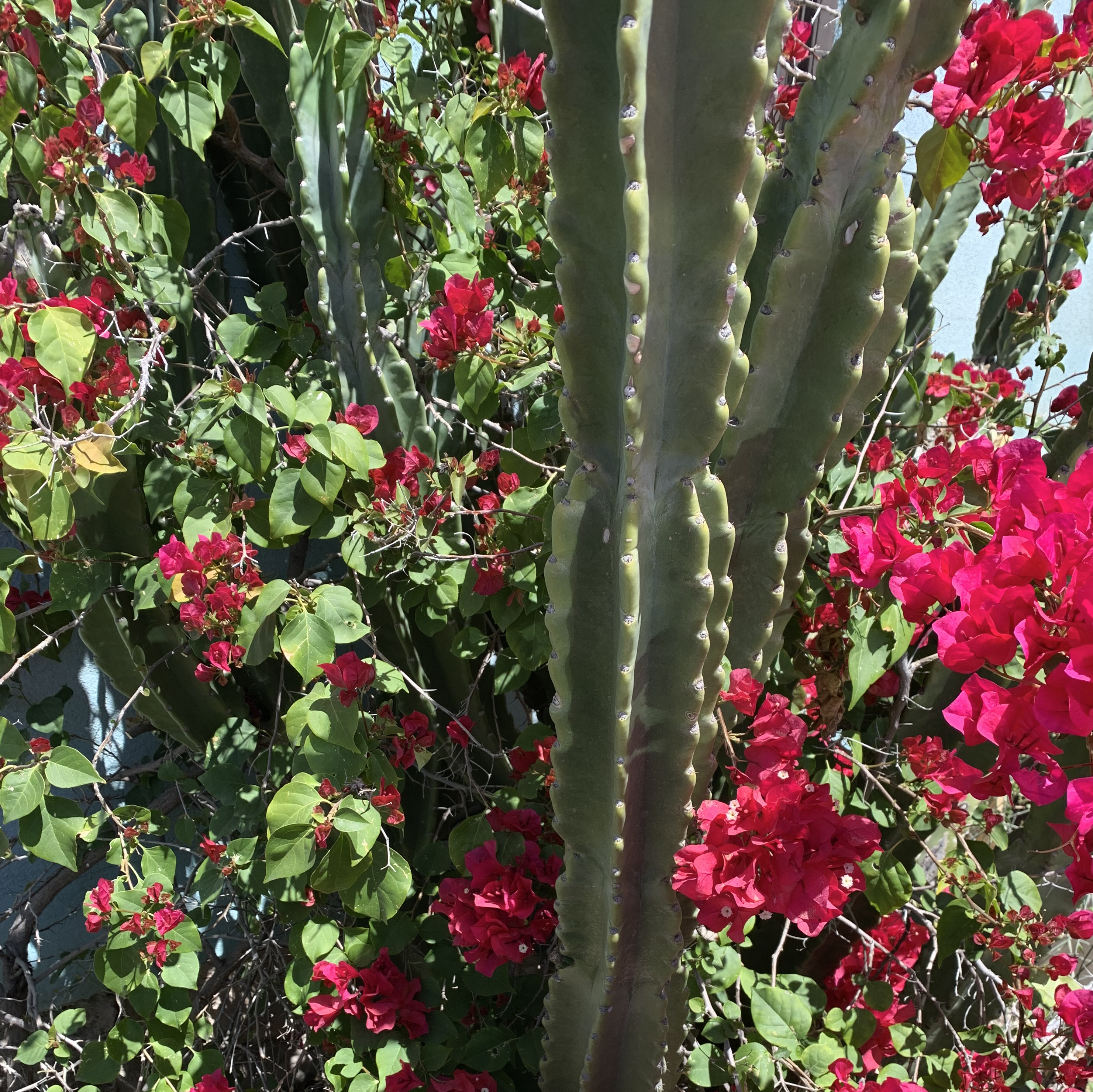 Bouganvilla and cacti intertwined