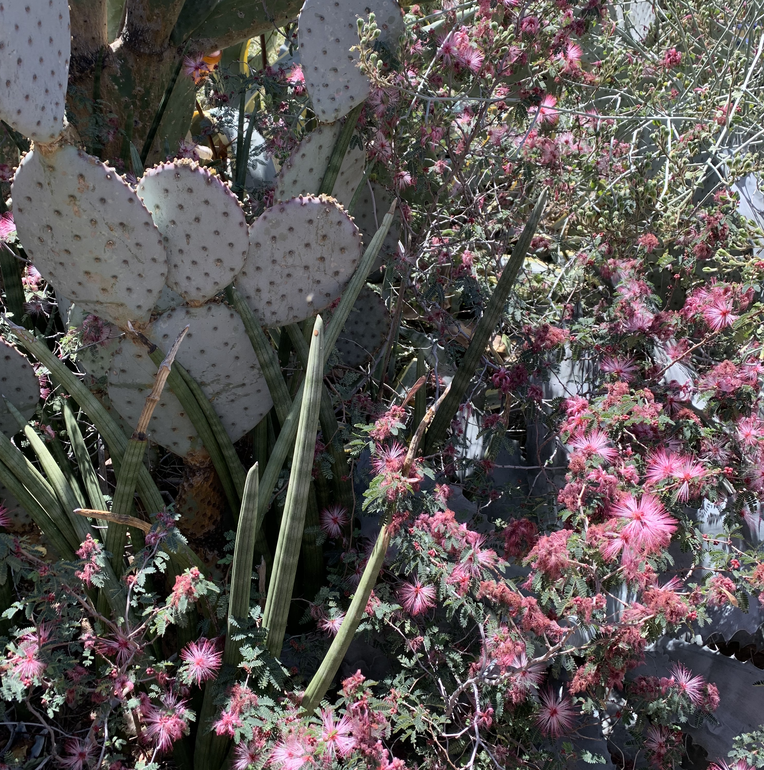 Wild flowers, fairy duster plants, and prickly pair garden 