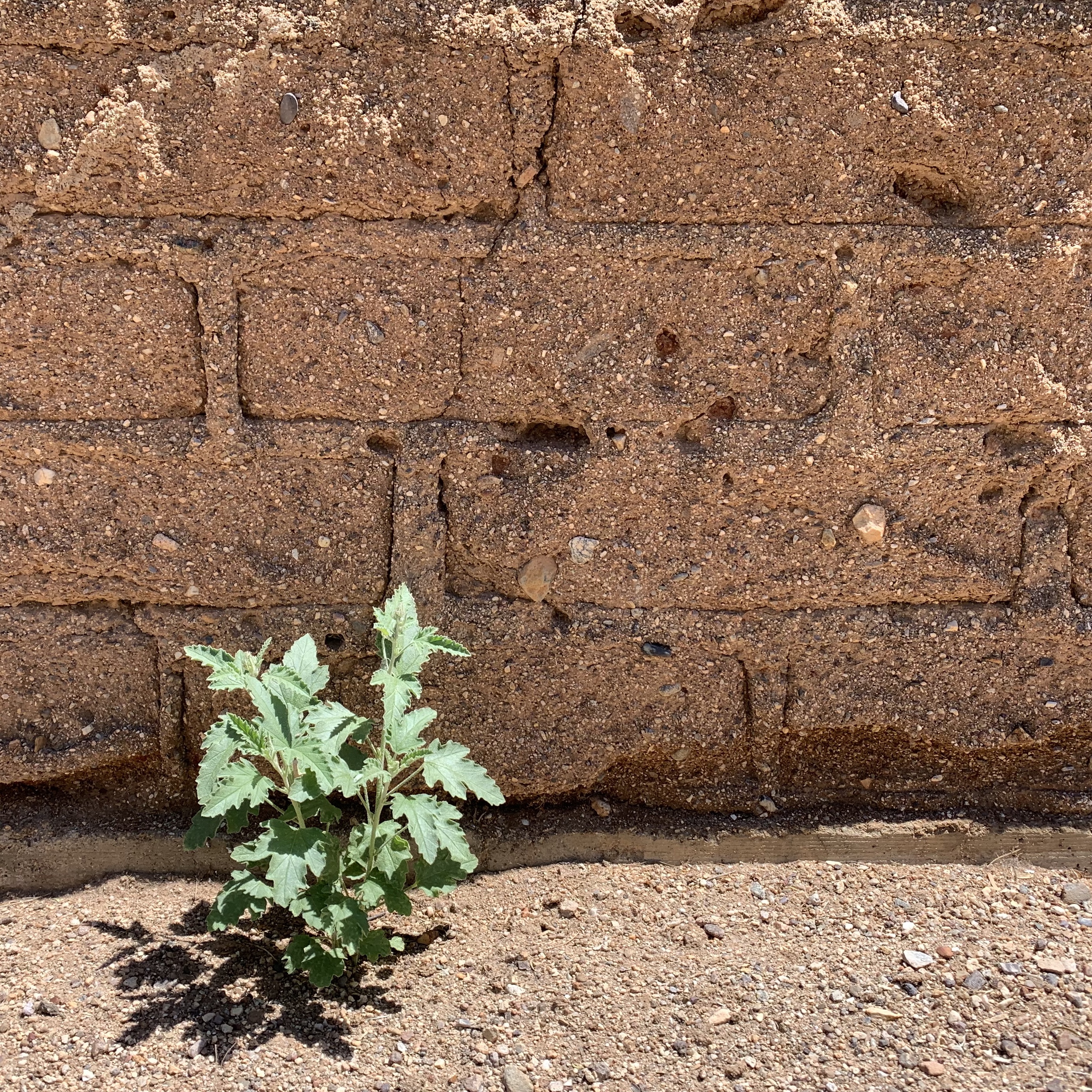 Adobe wall with small mallow plant