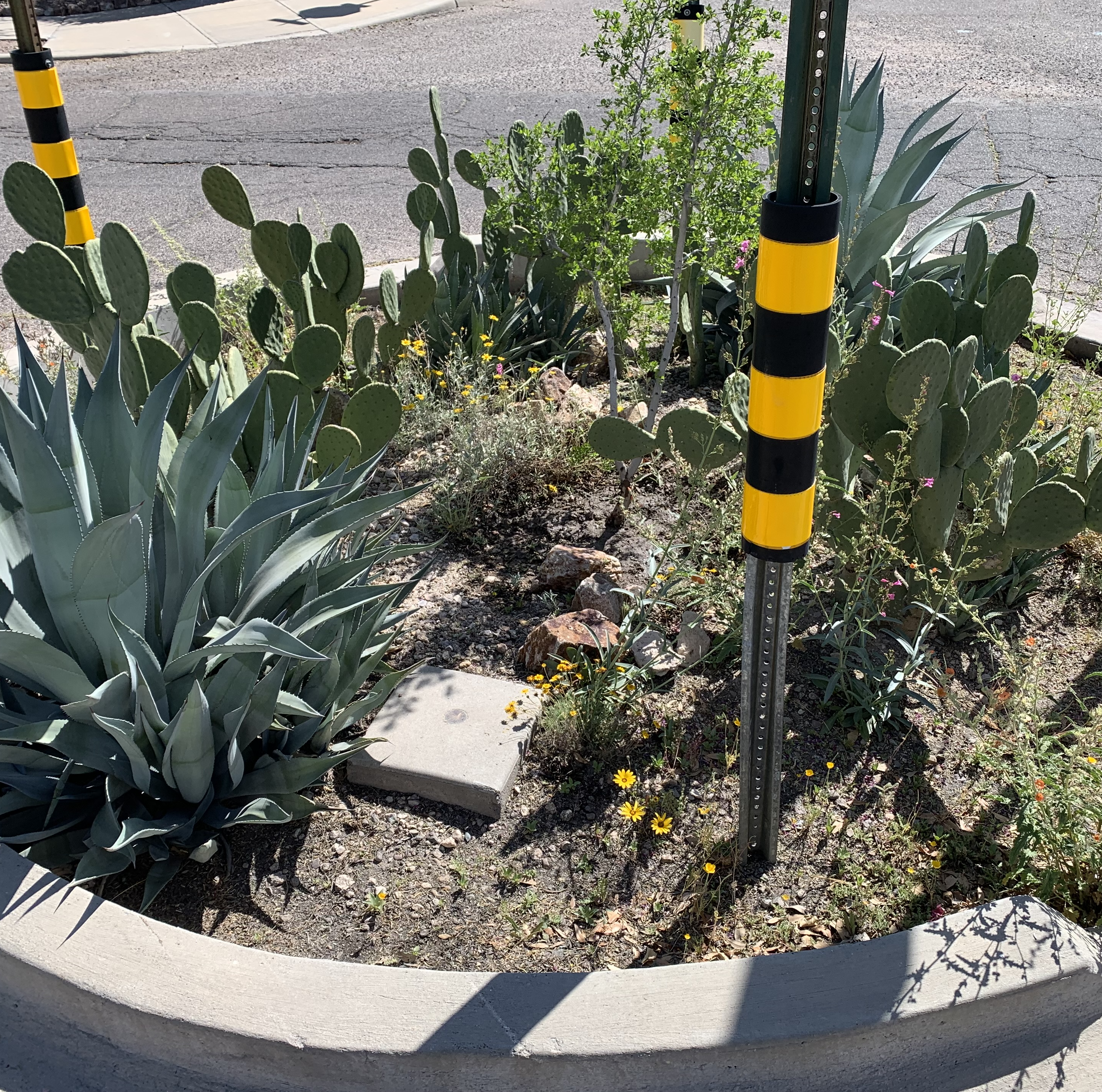 Traffic circle with agave, yellow wildflowers, prickly pear cactus, and a small ironwood tree