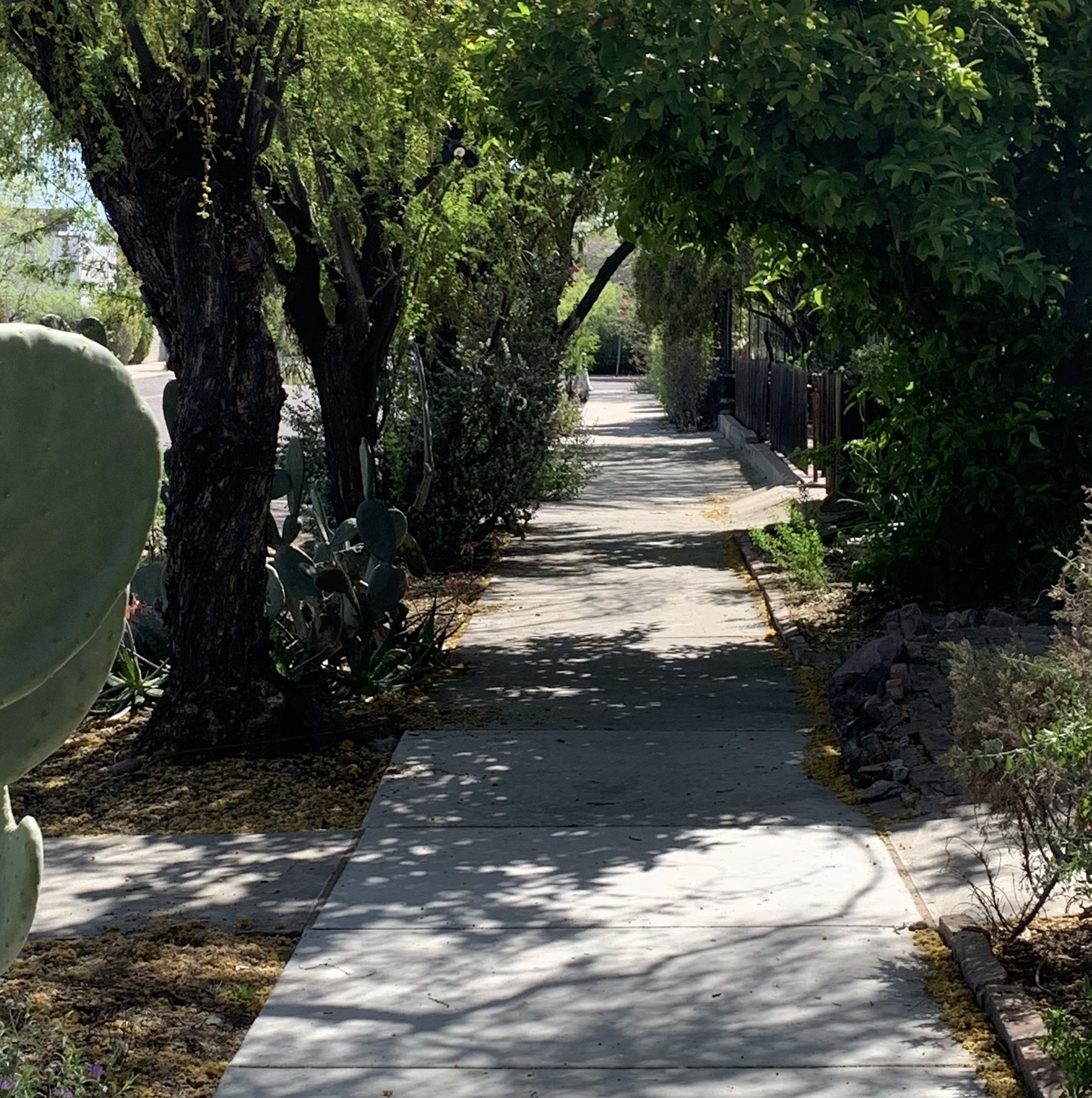 Tree shaded neighborhood walkway, lined with cactus 