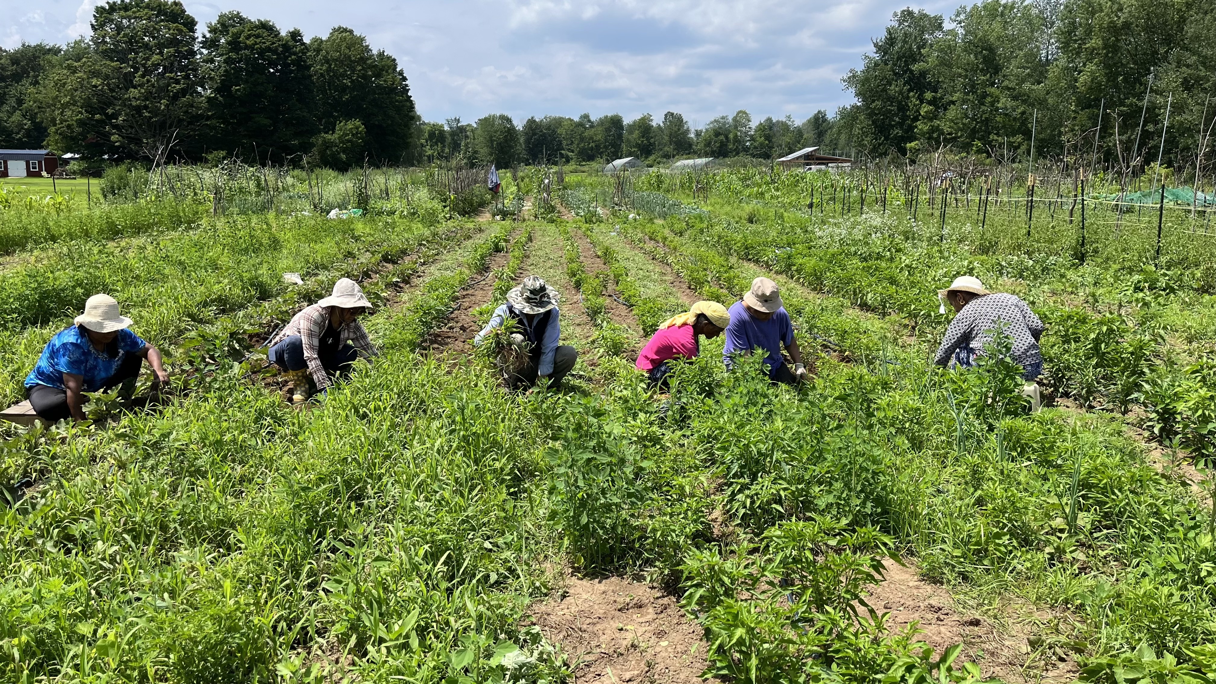 Image for Advancing our Asha Laaya Farm – Deaf New Americans Advocacy, Inc