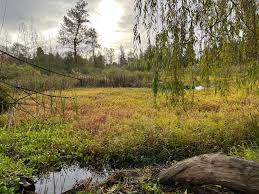 Image for Protección de nuestros humedales: Fondos para terrenos de Cemetery Pond