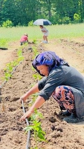 Image for Greenhouse and Irrigation System