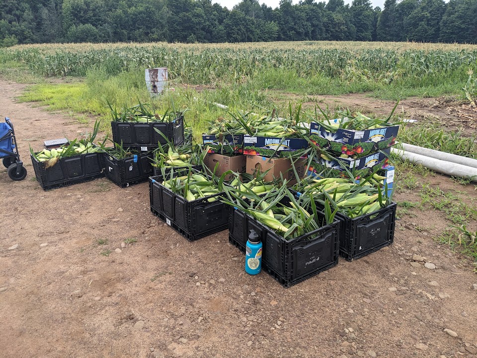 Image for Harvest Season Food Recovery