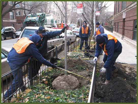 Image for More Trees for Rogers Park