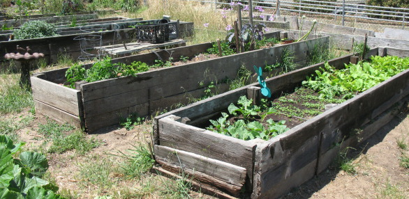 Image for Merced Community Garden